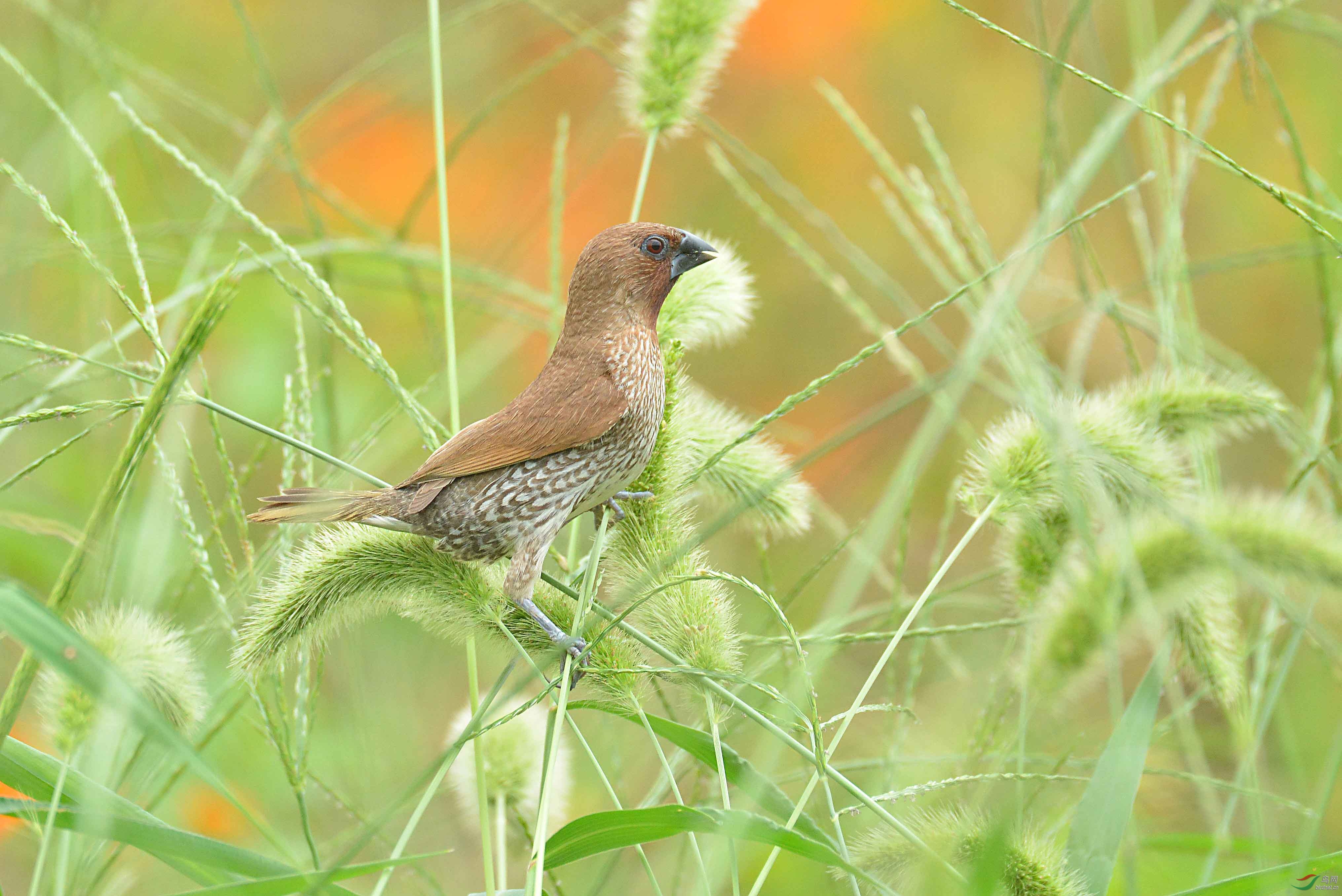 狗尾巴草丛中的斑纹鸟
