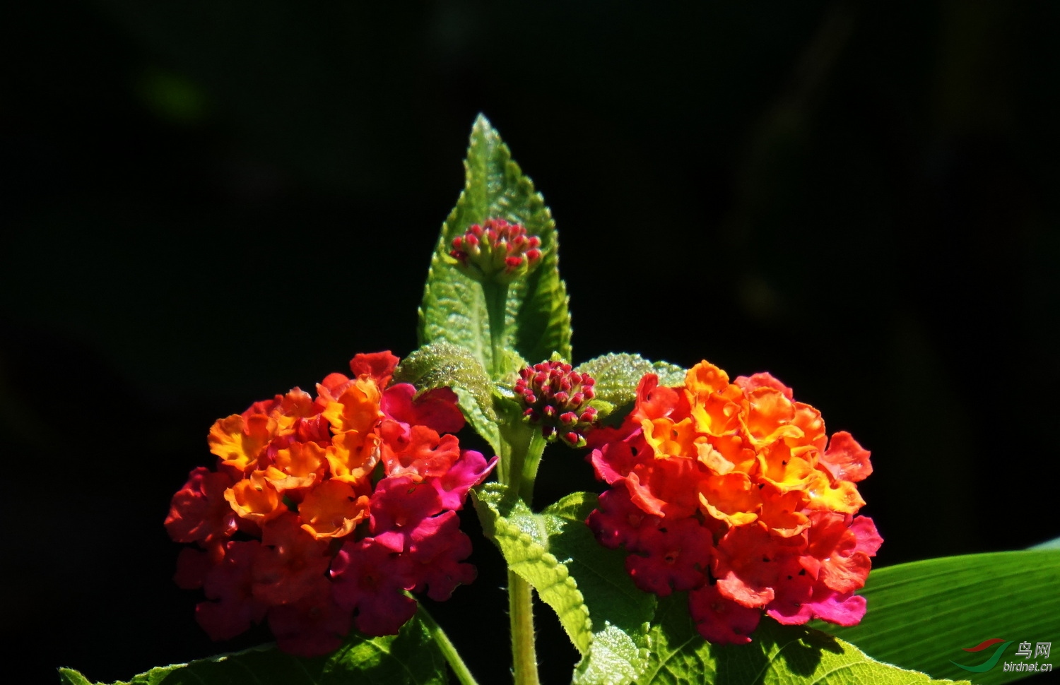 DSC08602.JPG