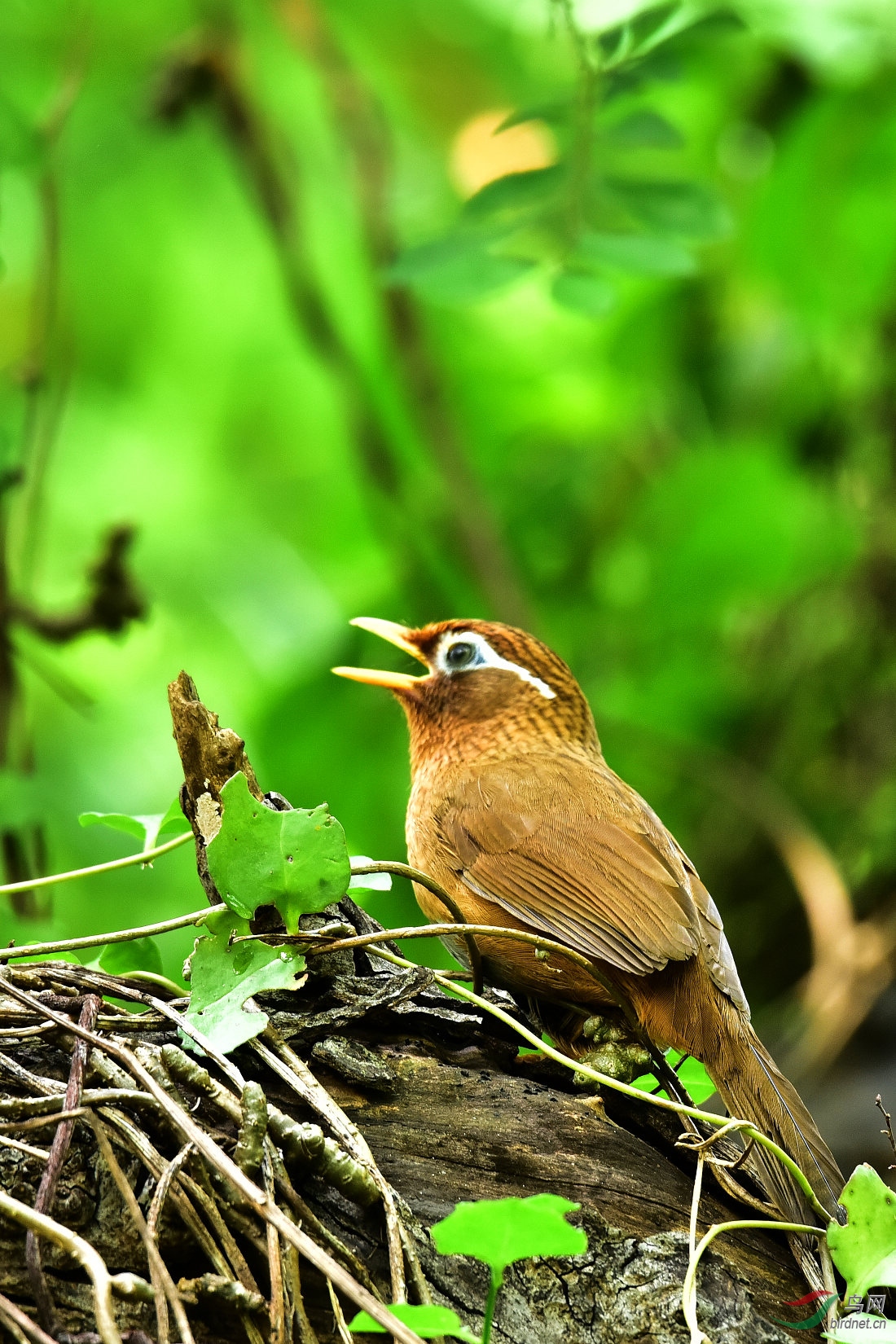 DSC_0062.JPG