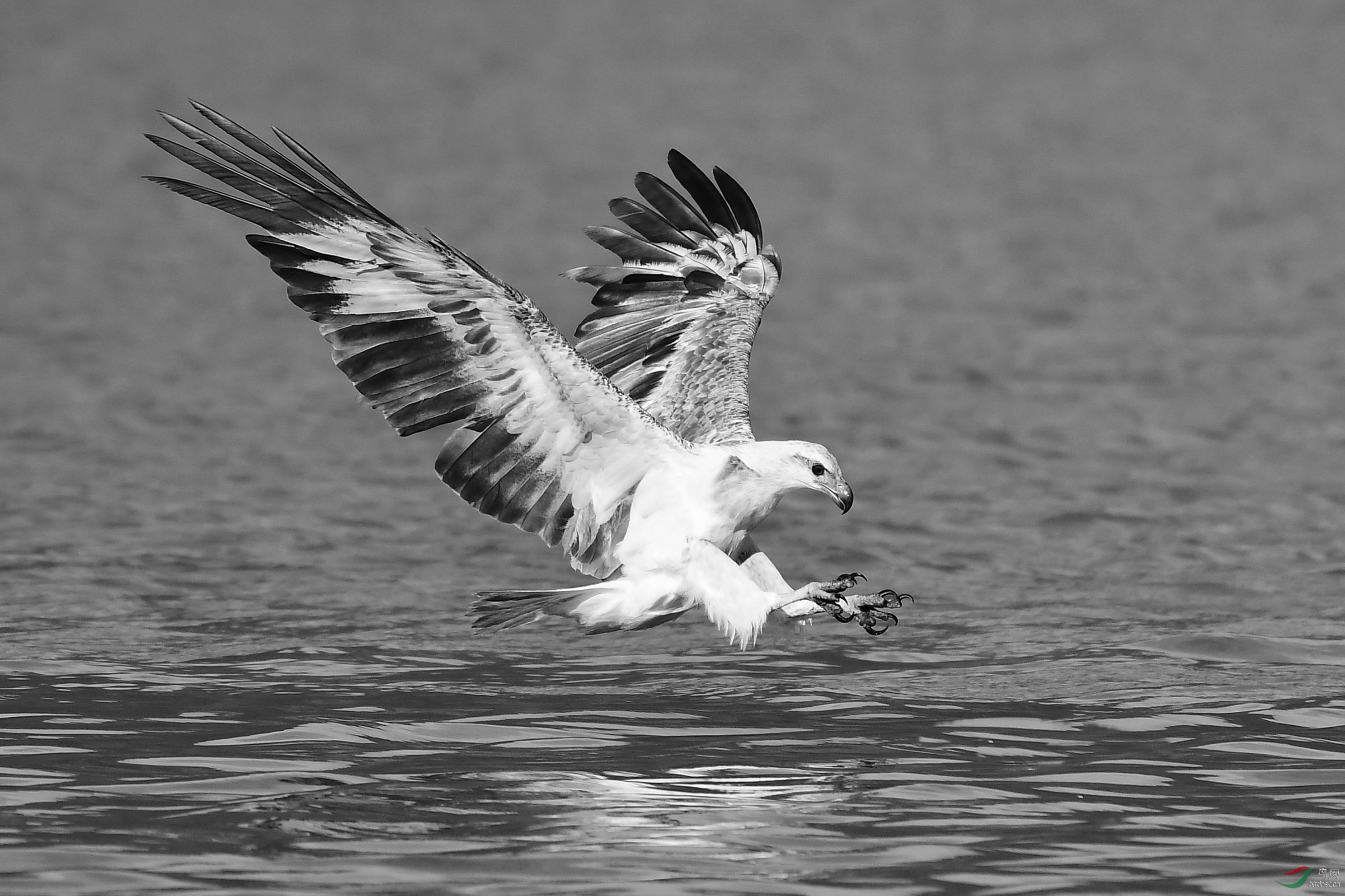 白腹海雕扑食(祝贺荣获首页黑白影像精华)