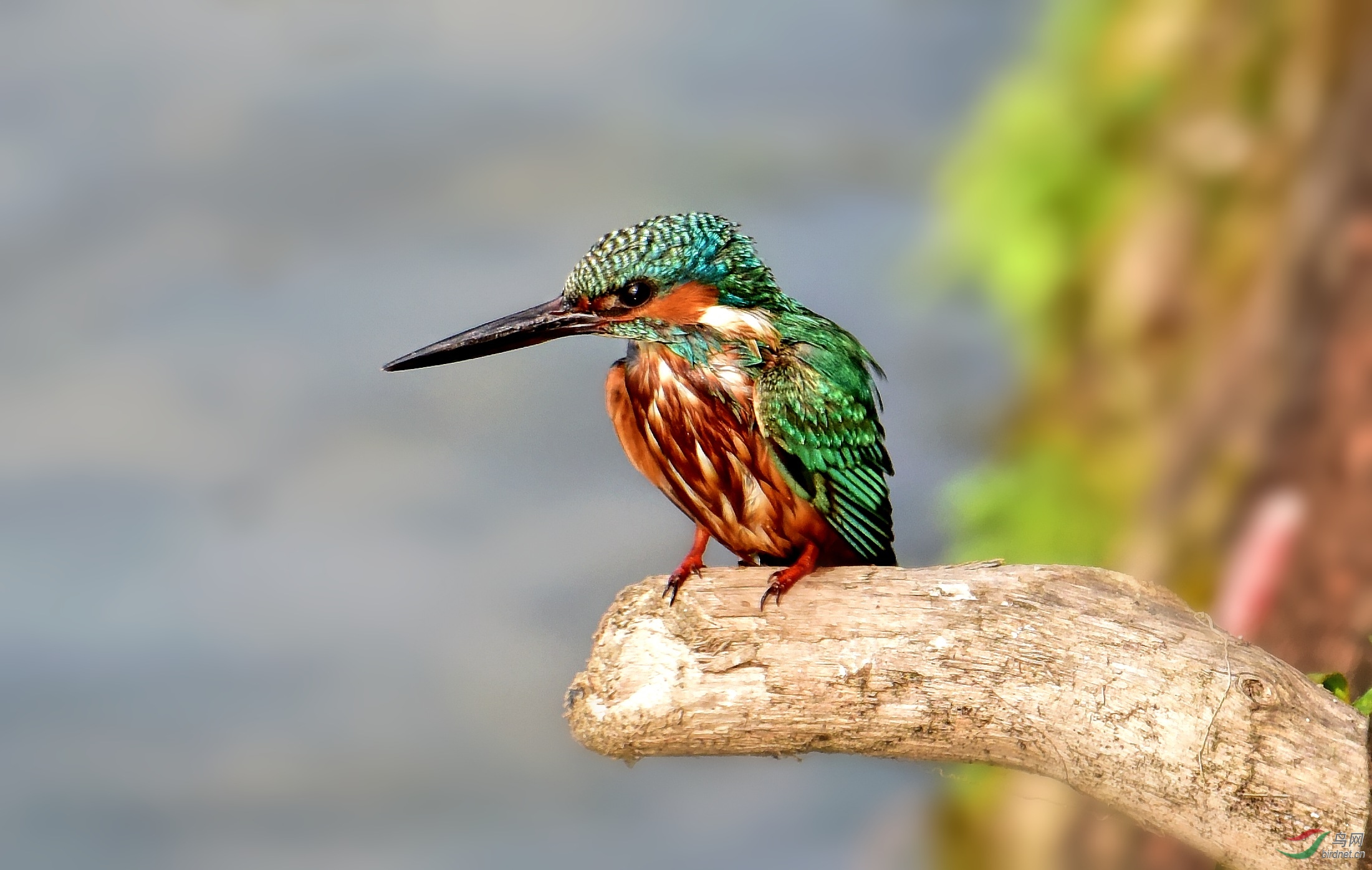 DSC_8719_conew4.jpg
