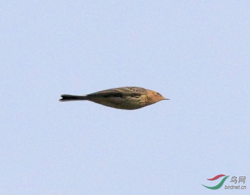 P3390917 - ���� (2).JPG