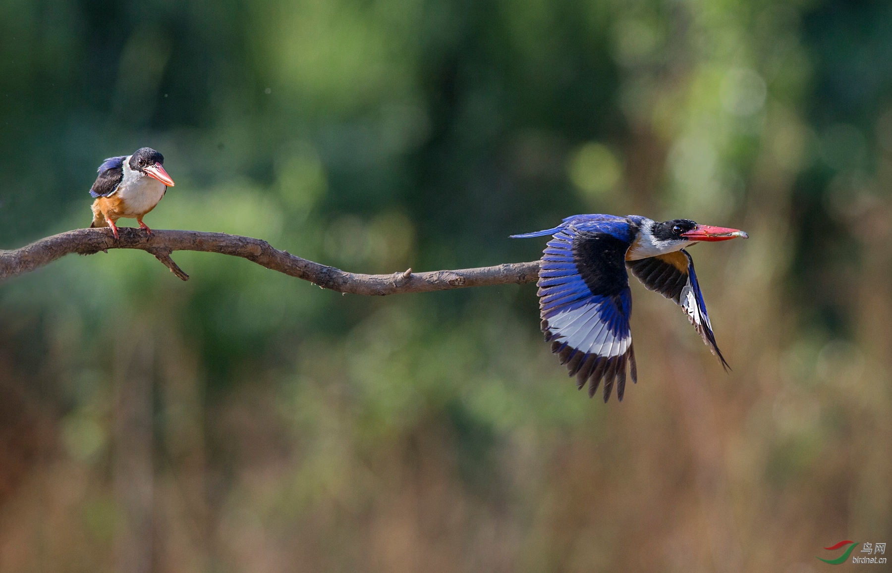 BW4Q4856 - ���� - ����.jpg