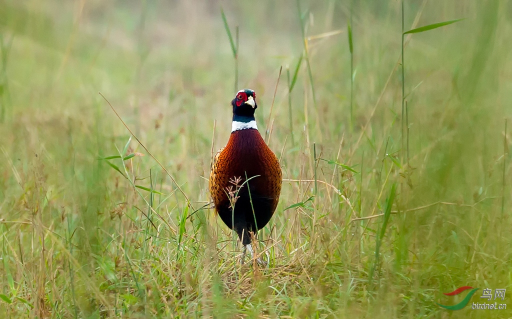 2019.10.7��Ӫʪ�� 1241.jpg