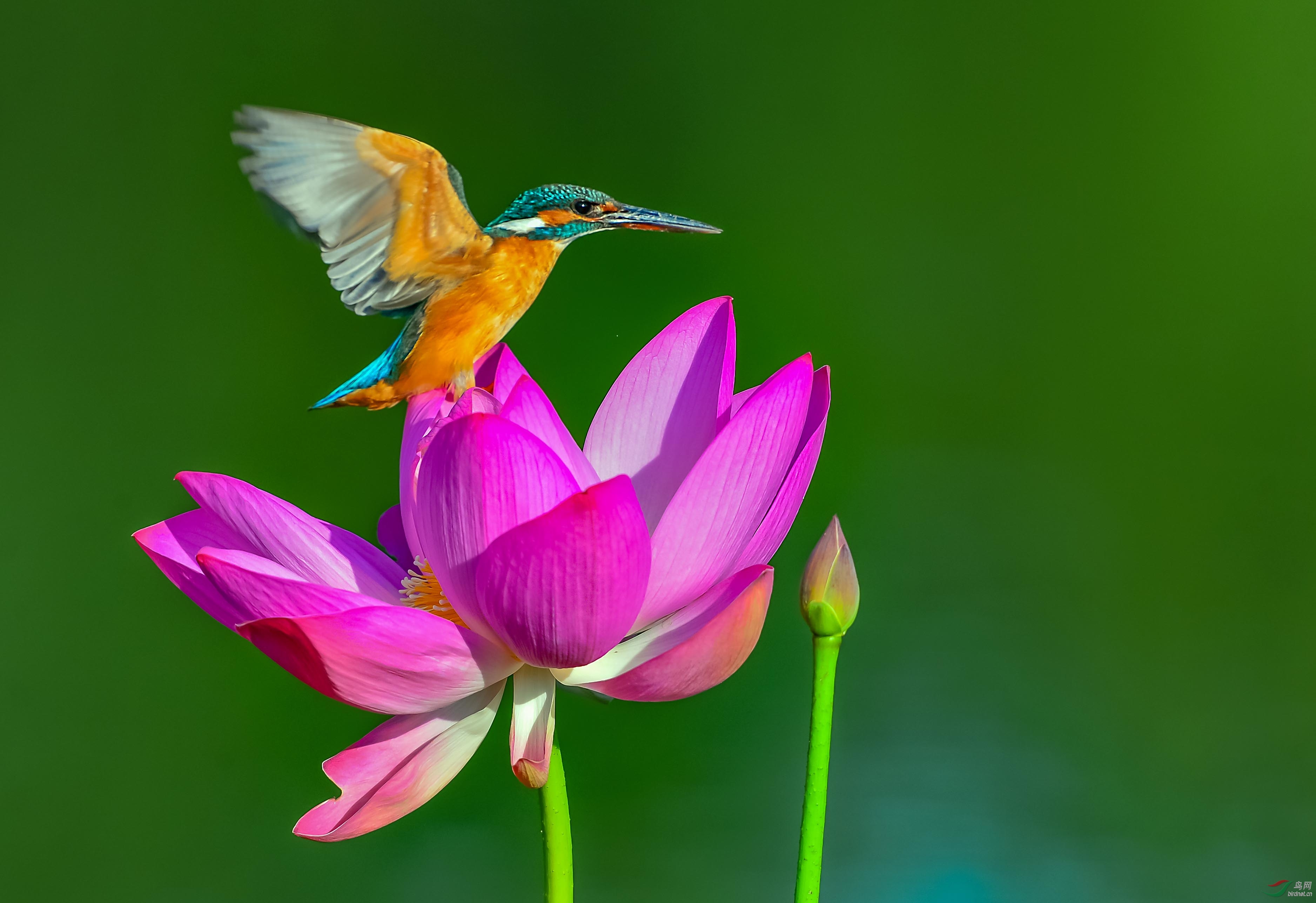 DSC_7075--�ɻ�����--04.jpg
