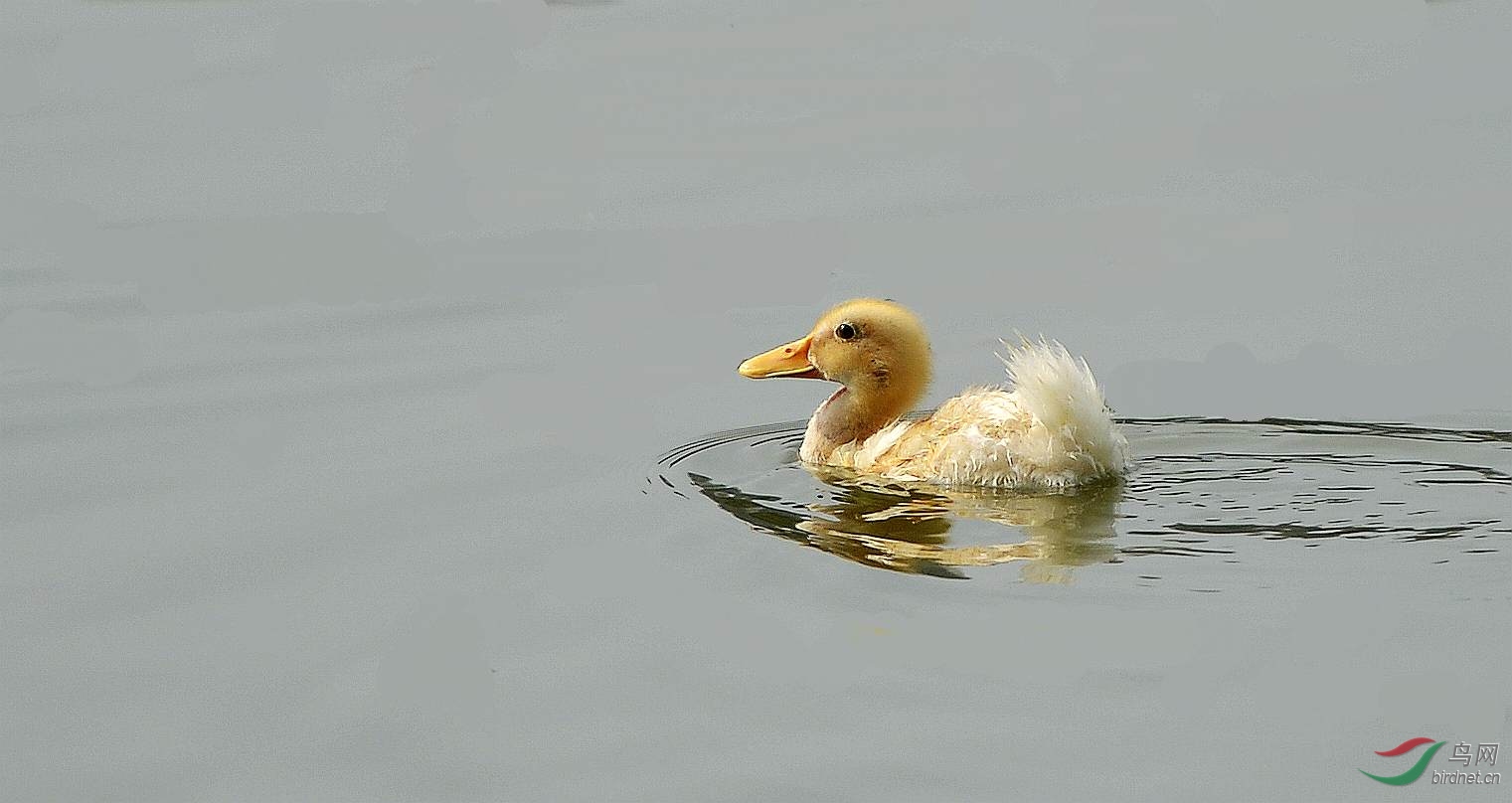 DSC_3374.JPG