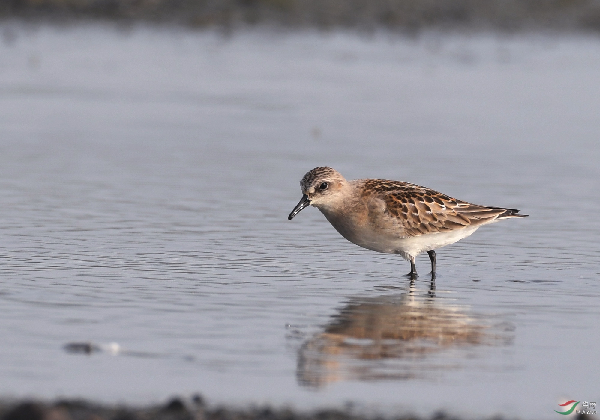 ������Ӱ 1896����.jpg