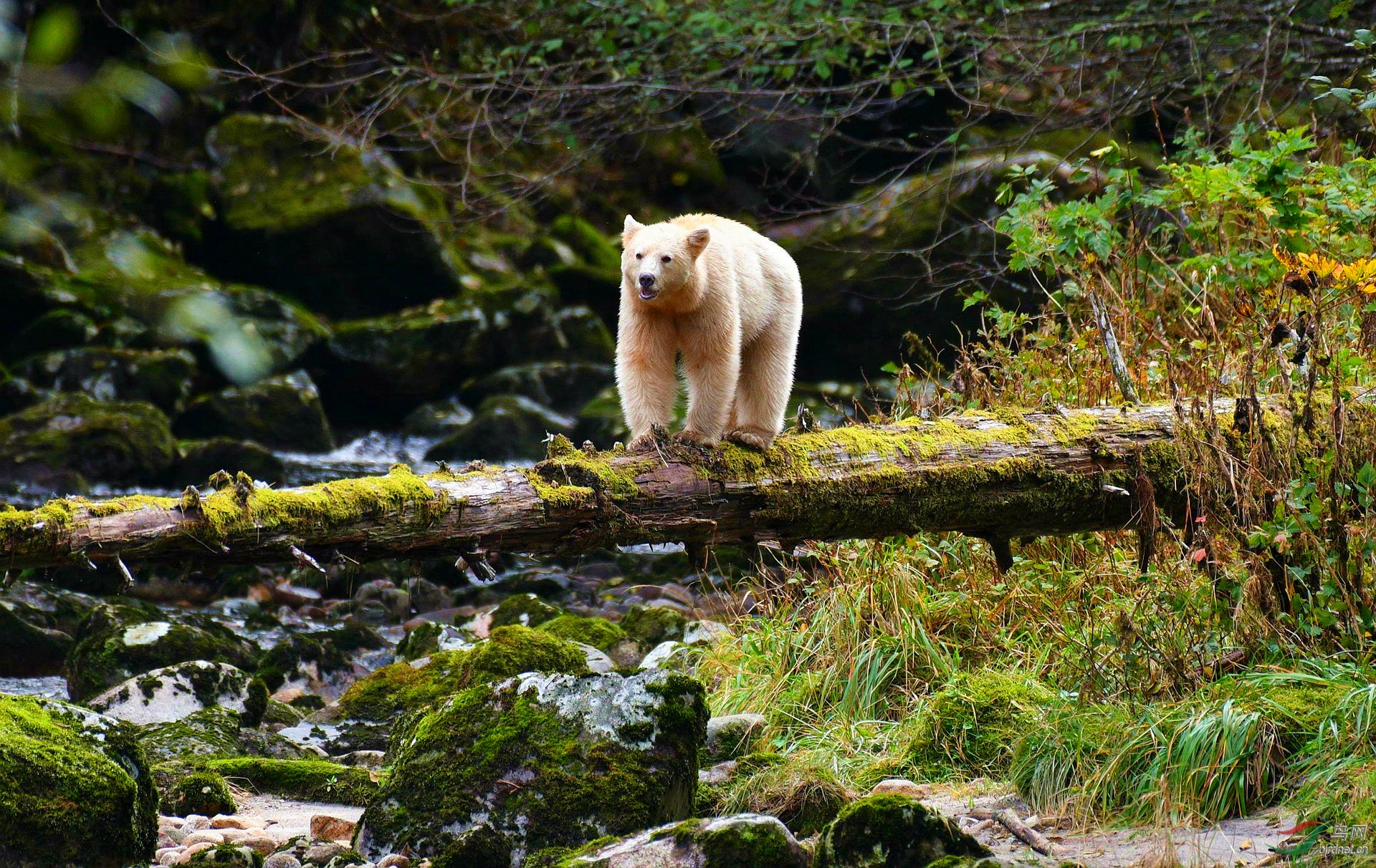 神秘莫测的大熊雨林贺获图文精华
