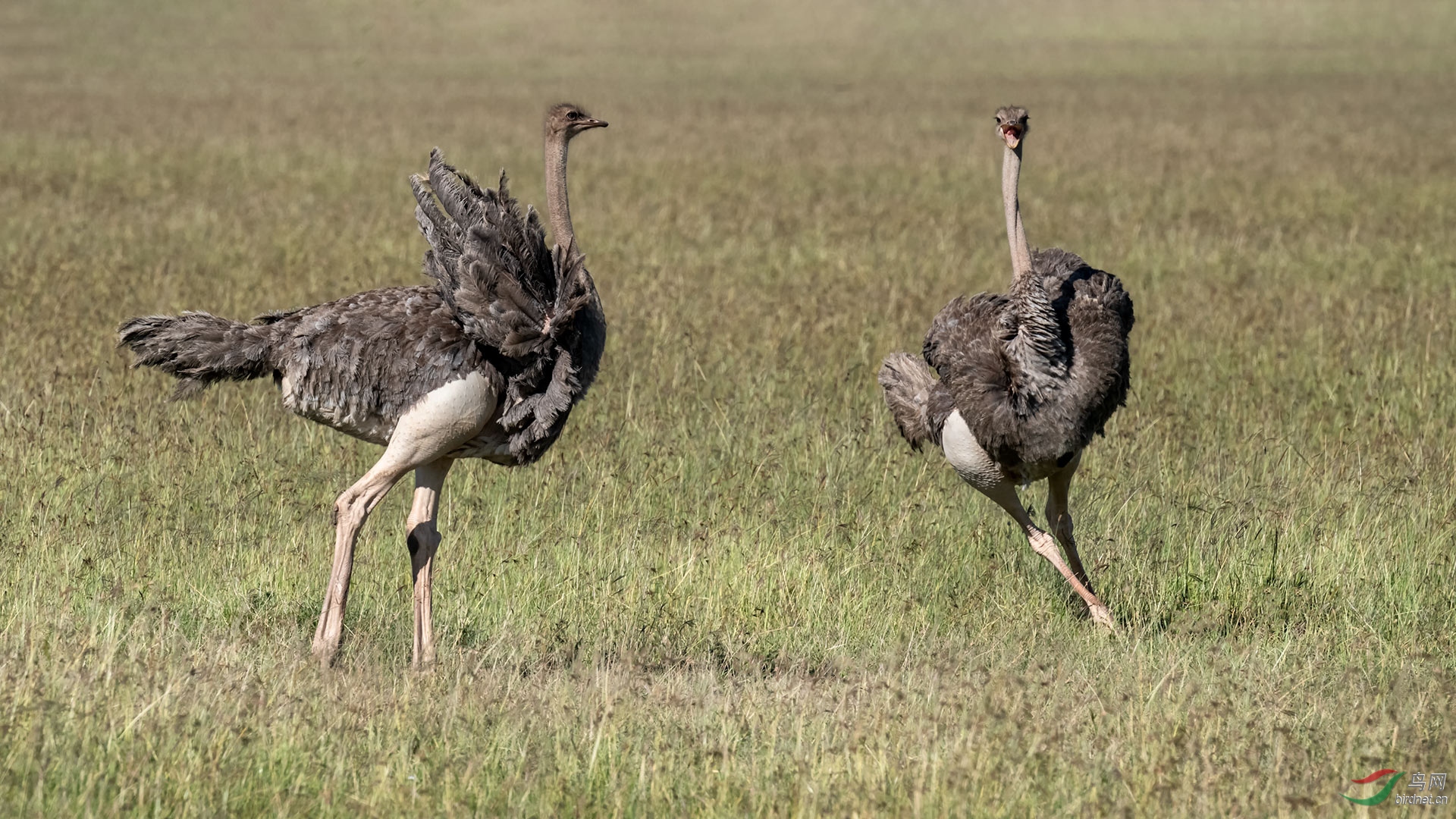 鸵鸟舞蹈(恭贺老师佳作荣获首页精华!
