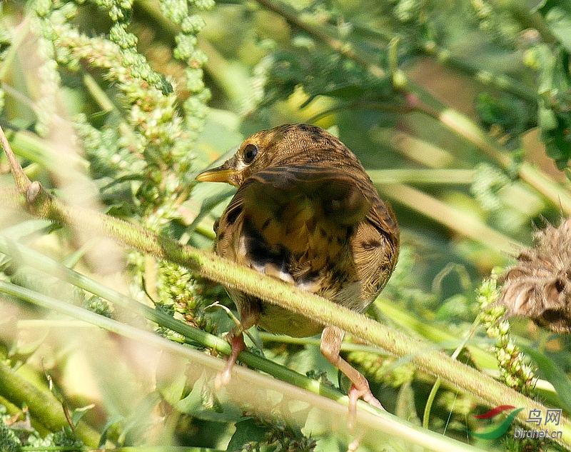 P3410278 - ���� (2).JPG