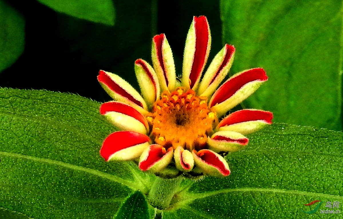 DSCN7550.JPG
