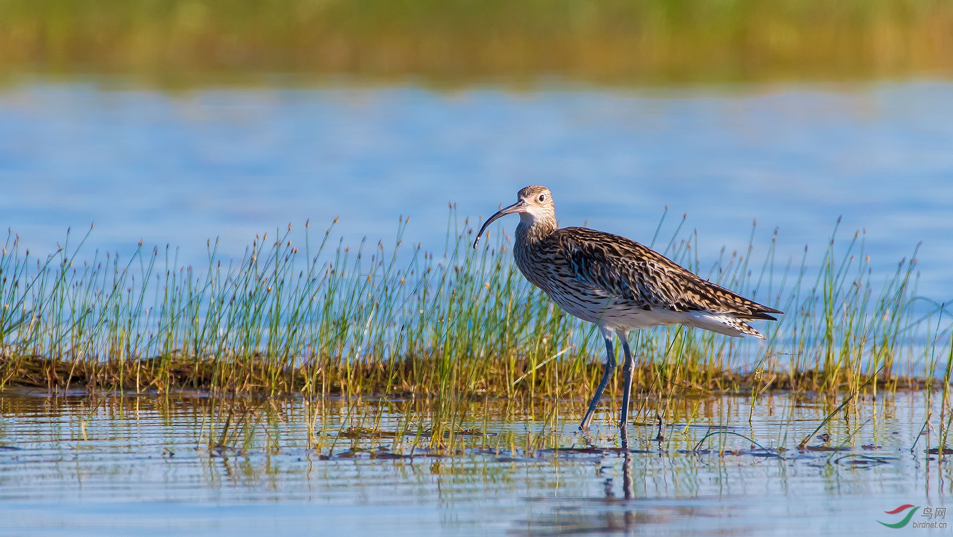 白腰杓鹬(祝贺荣获首页鸟类精华)
