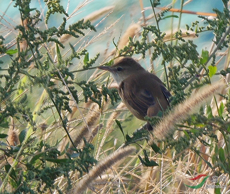 P3400714 - ����.JPG