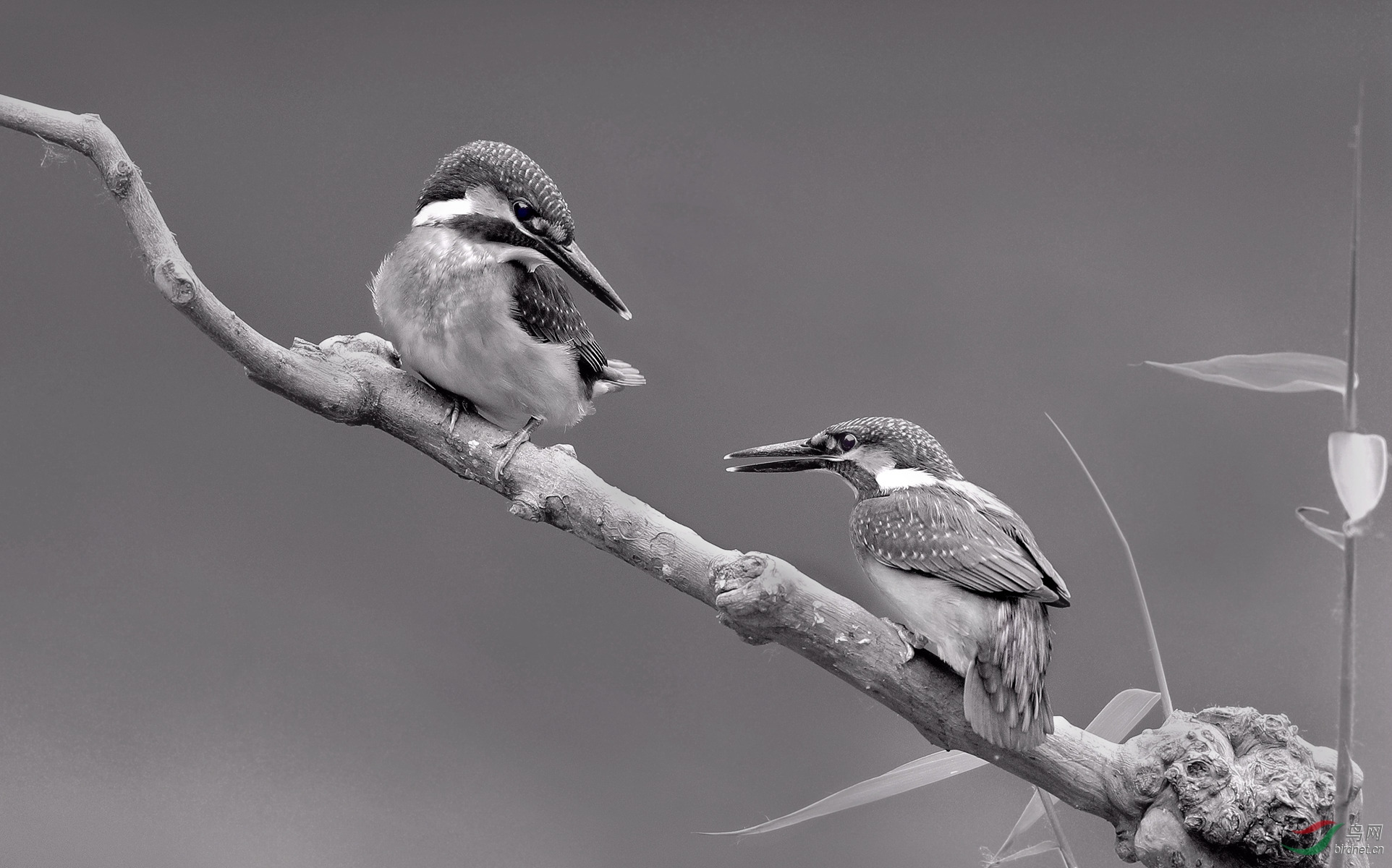 [鸟类] 双鸟对视-----祝贺老师佳作荣获黑白影像首页精