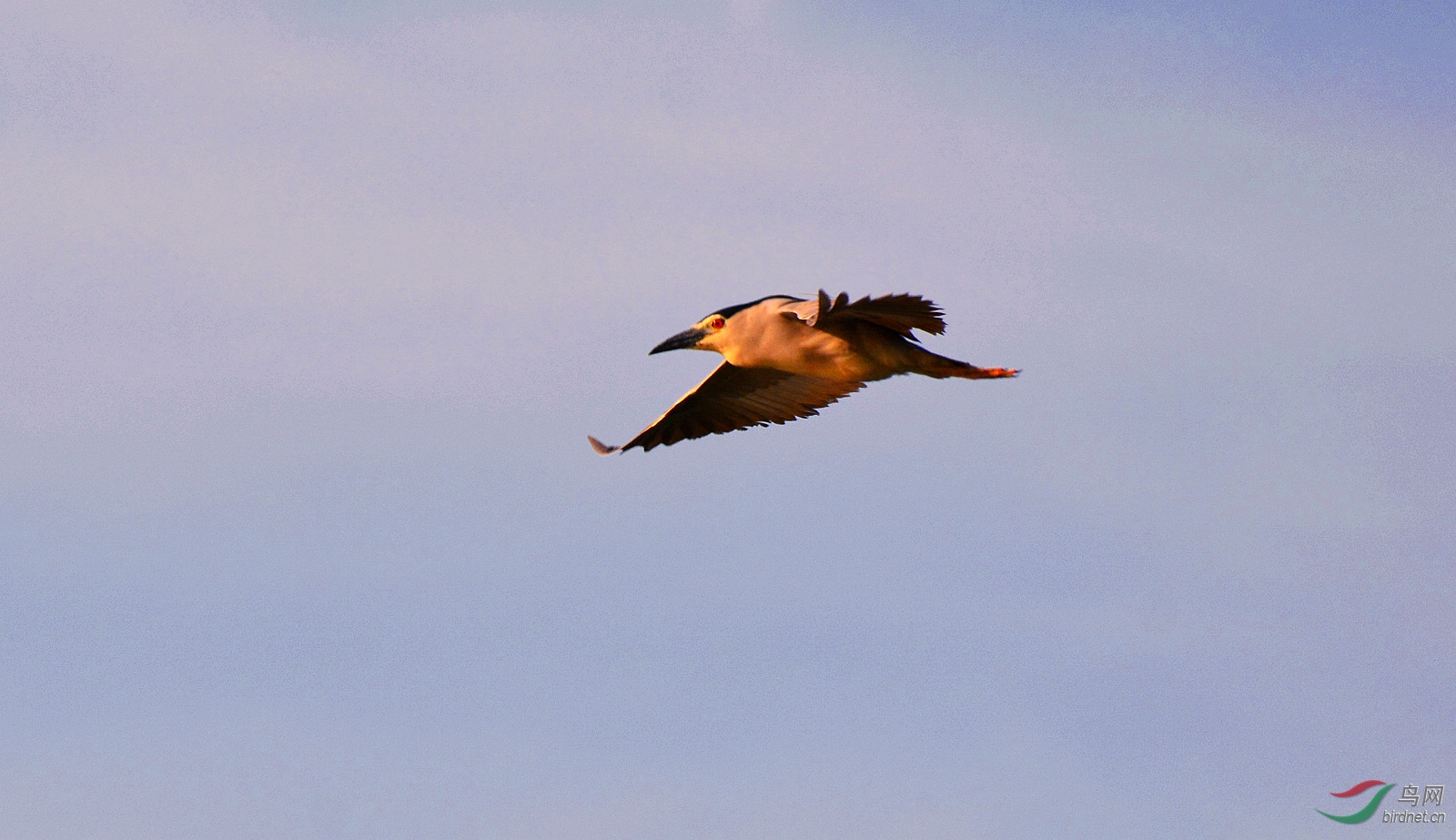 DSC_0806.JPG