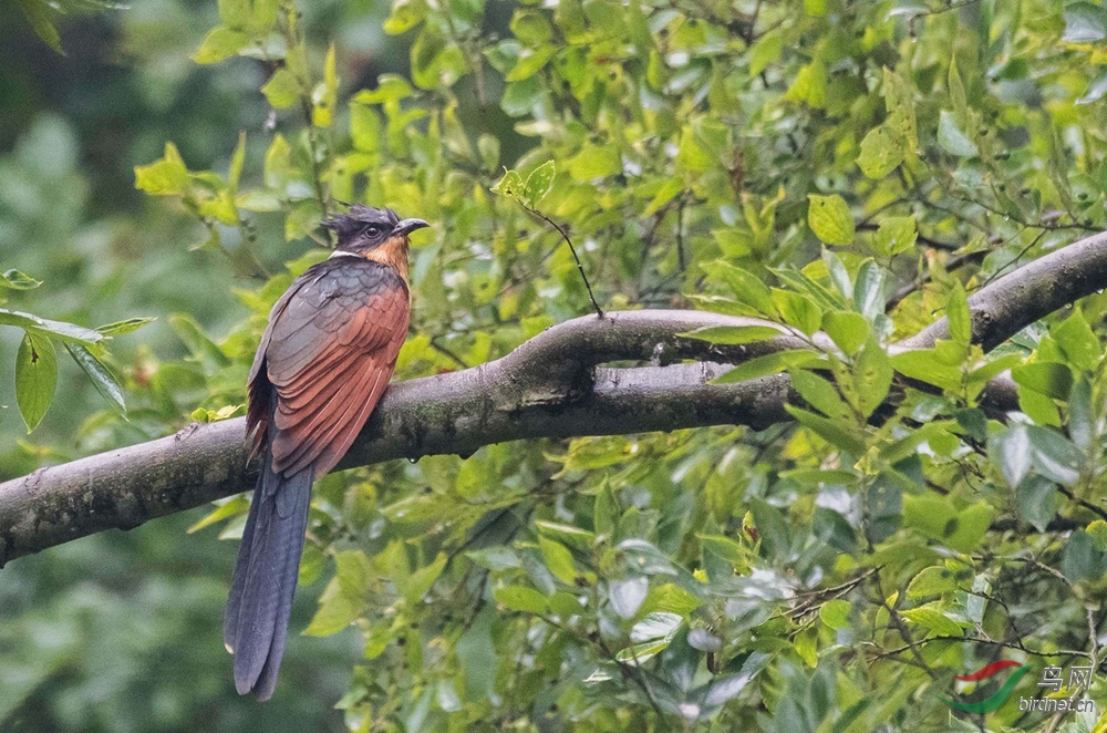 ����ͷ��