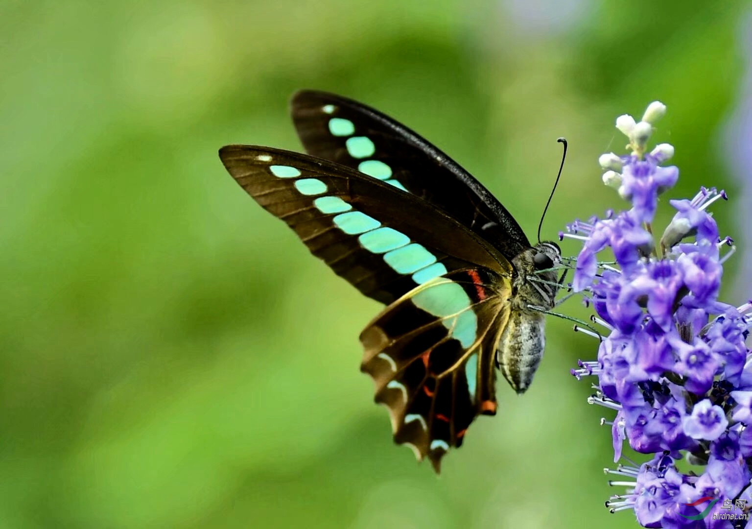 蝴蝶《难得糊涂》