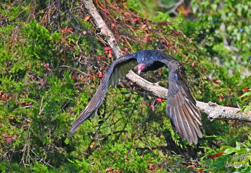 ���񣬳�չ������