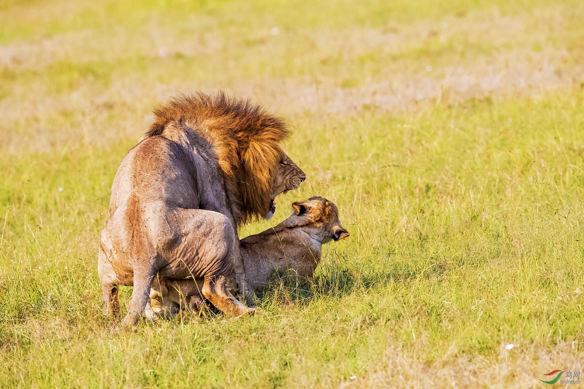 激情——非洲雄狮