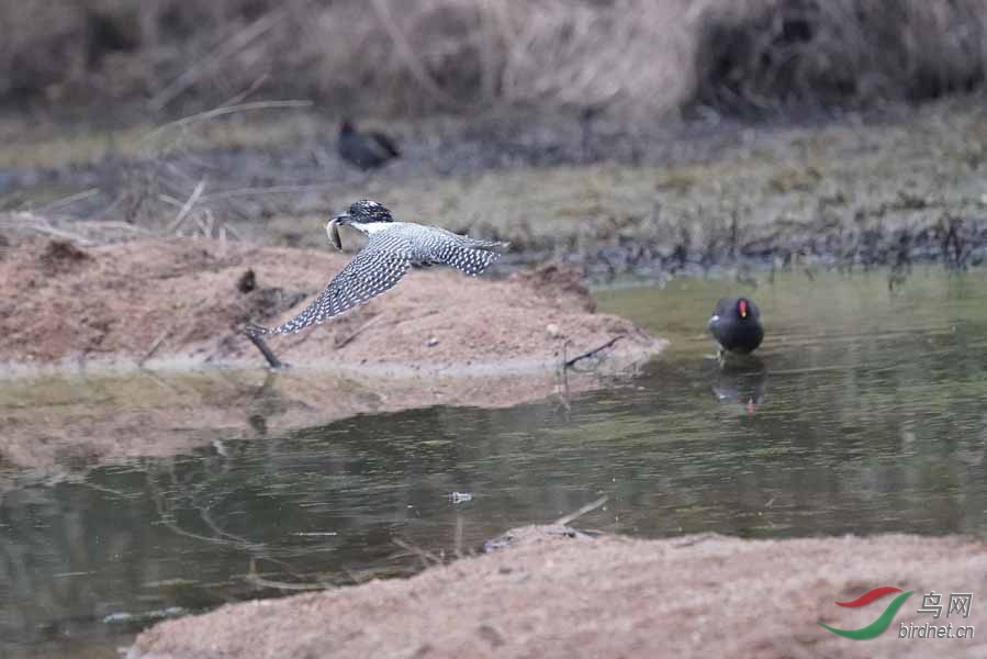 20180224-DSC01010-56 - ����.JPG