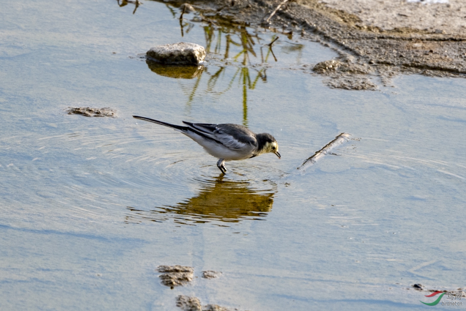 D50_1610.jpg
