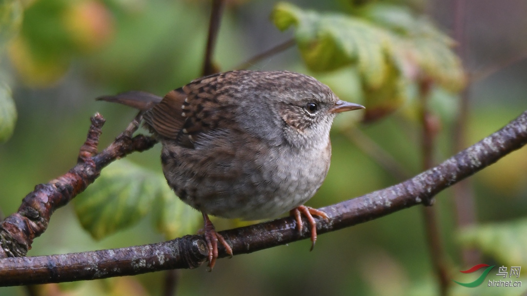 Ӣ���ĵ�����