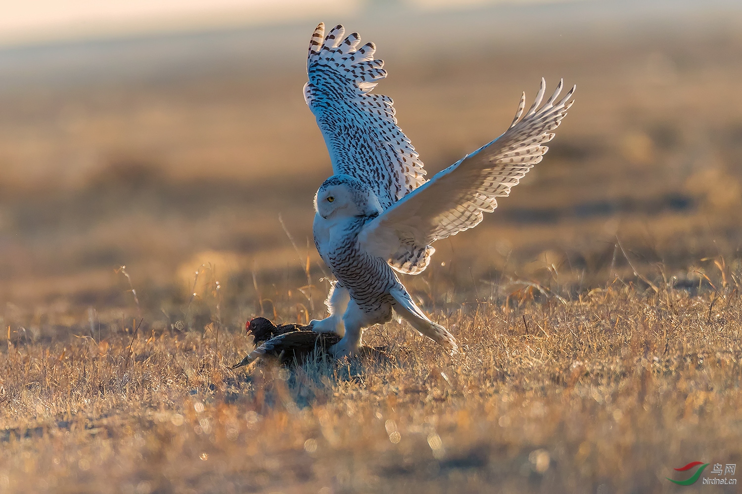 雪鸮捕食野鸡