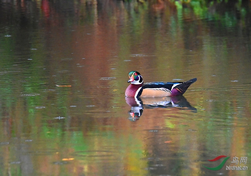 �����K���й�ԧ�죬Wood Duck��Ϊľԧ�졣