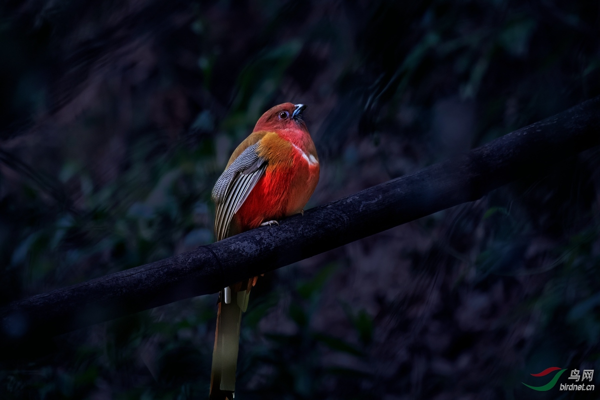 DSC_9688-1_����.jpg