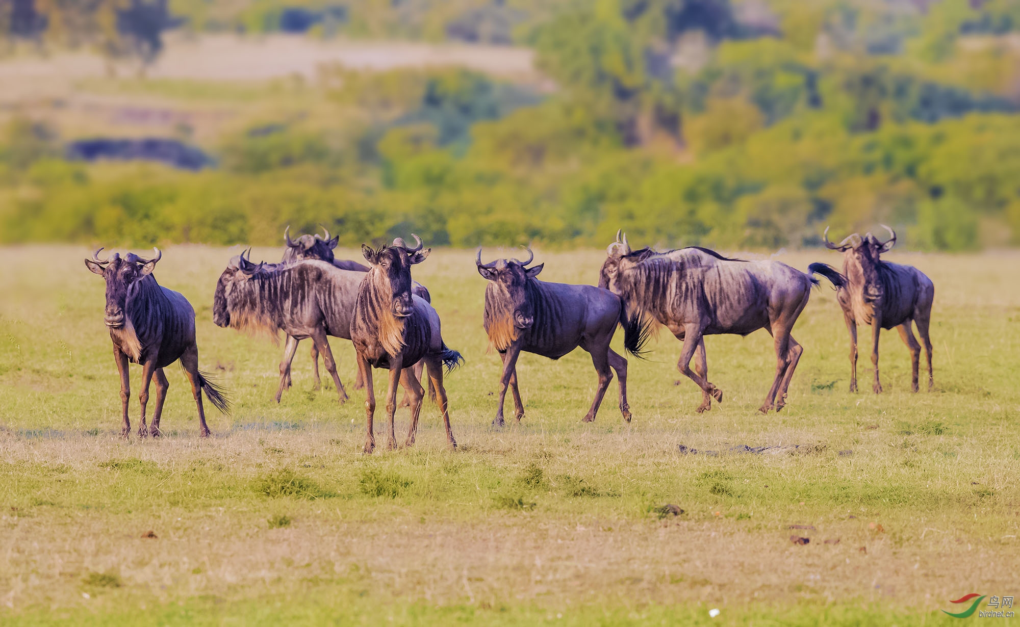 非洲草原——角马