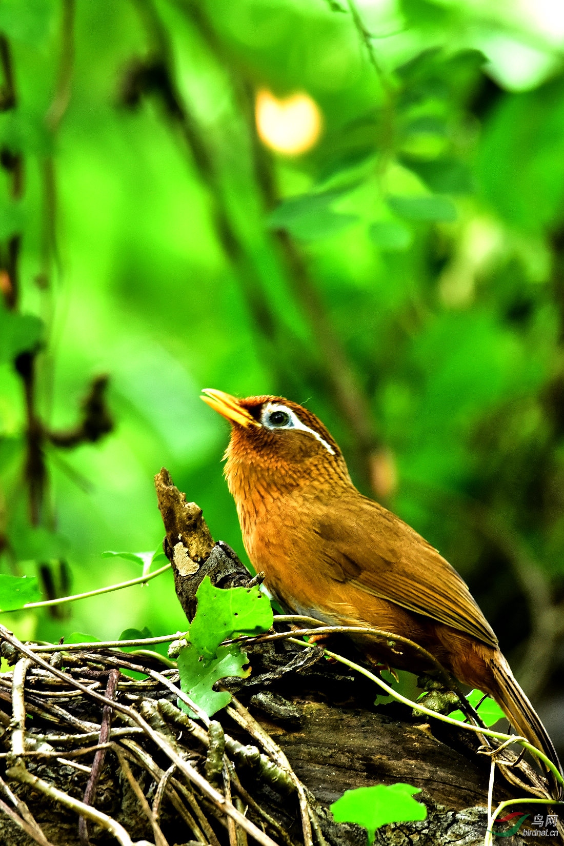 DSC_0088.JPG