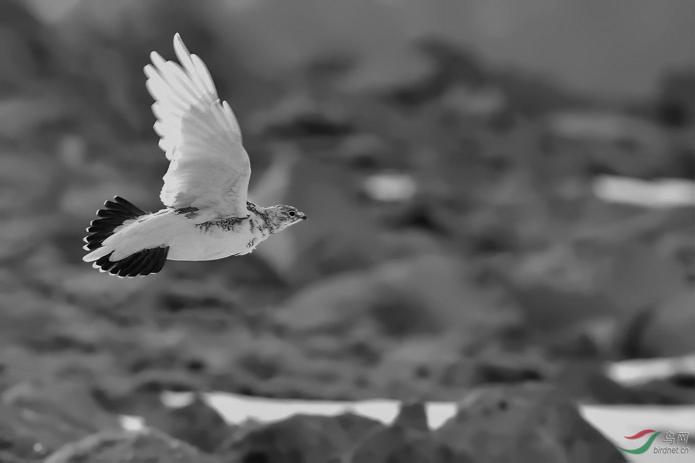 飞行中的岩雷鸟