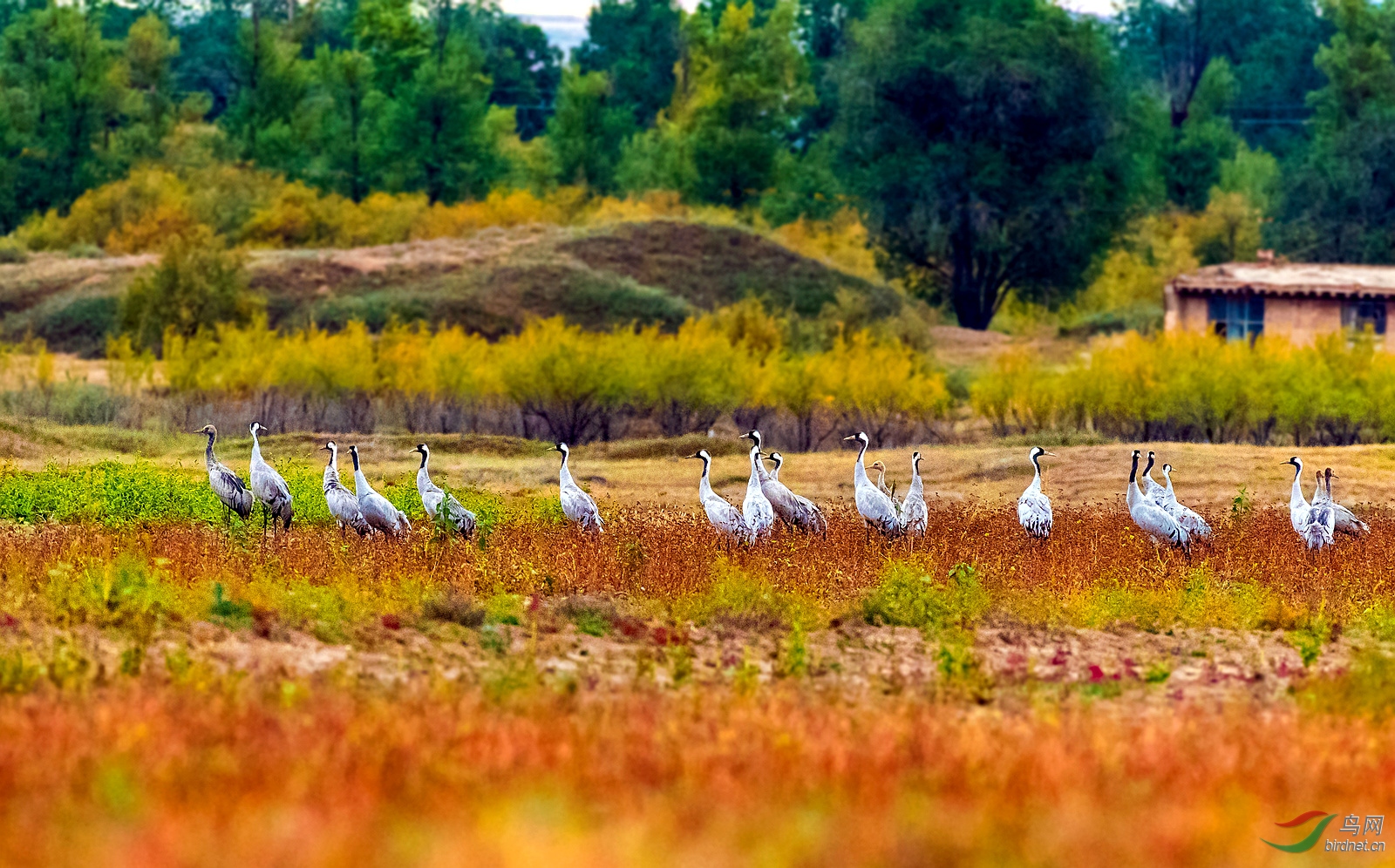 DSC_4496A_����.jpg