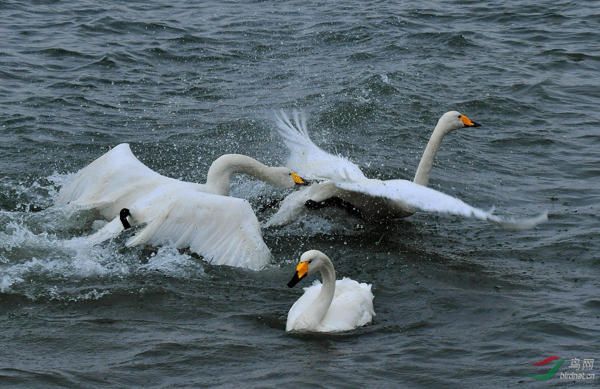 DSC_9562.jpg