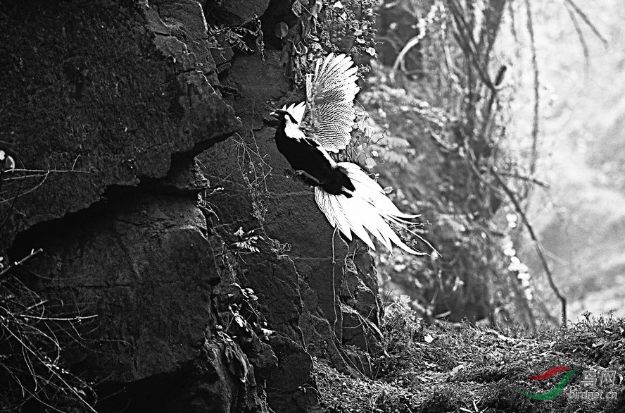 BW6I0774_����_����1_����.jpg
