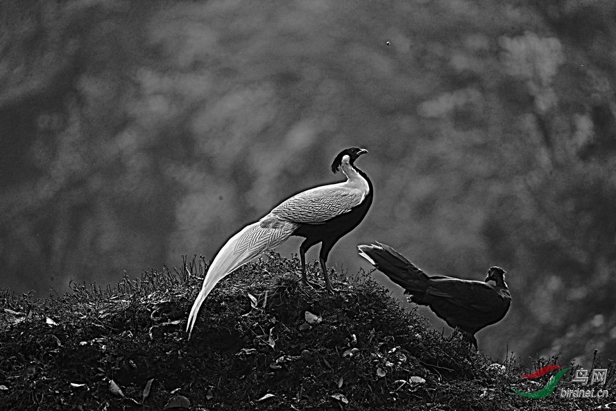 BW6I1034_����_����1_����.jpg