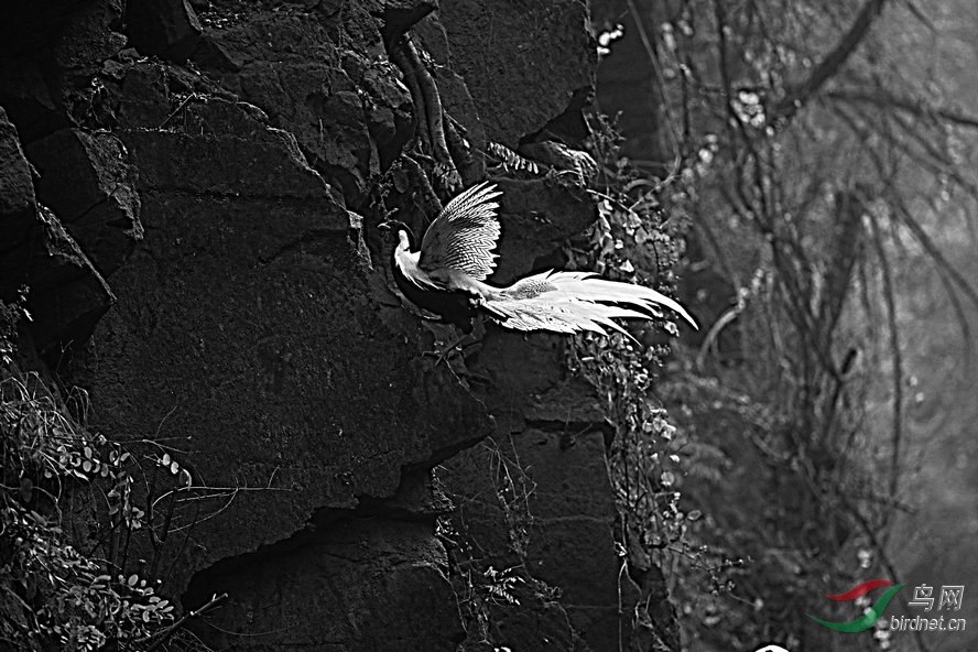 BW6I0917_����_����1_����.jpg