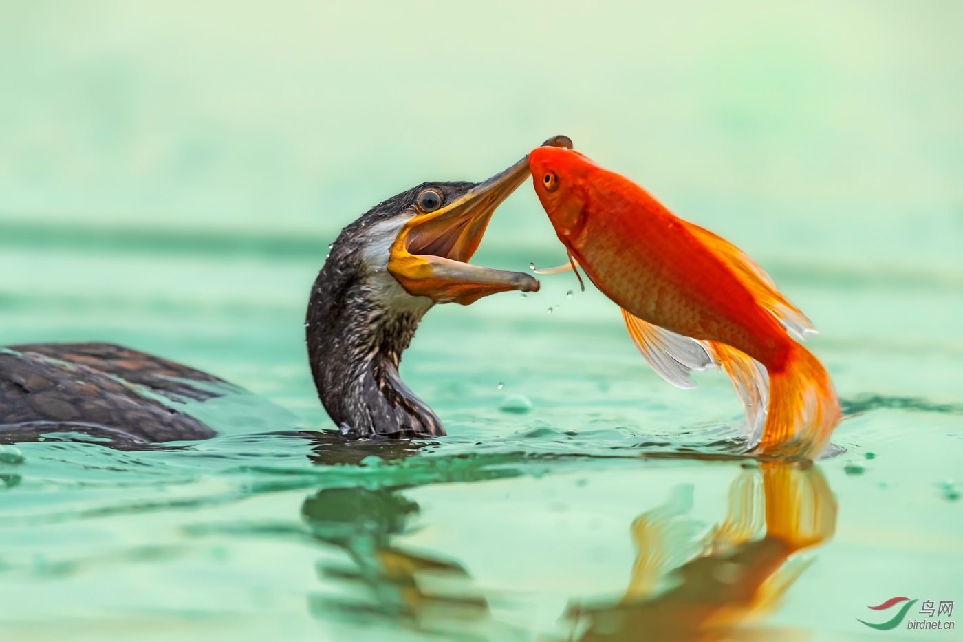 拎条红鱼过周末