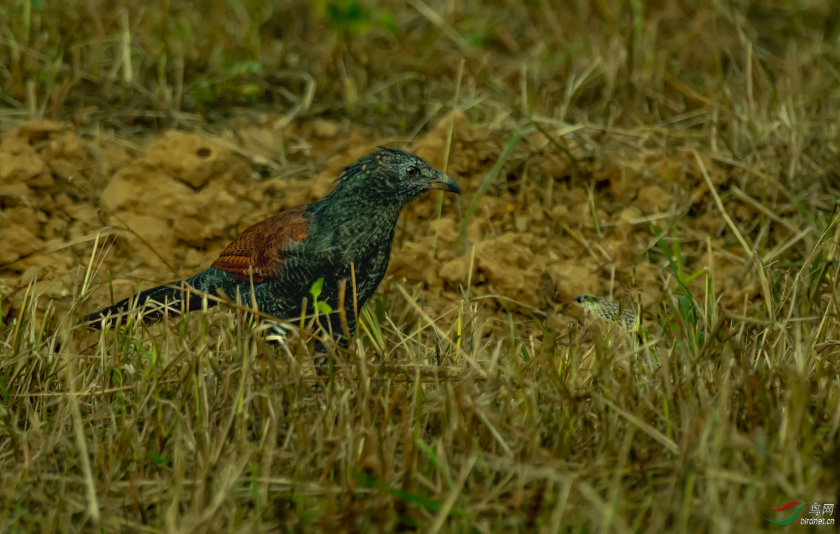 20191007acr117.jpg