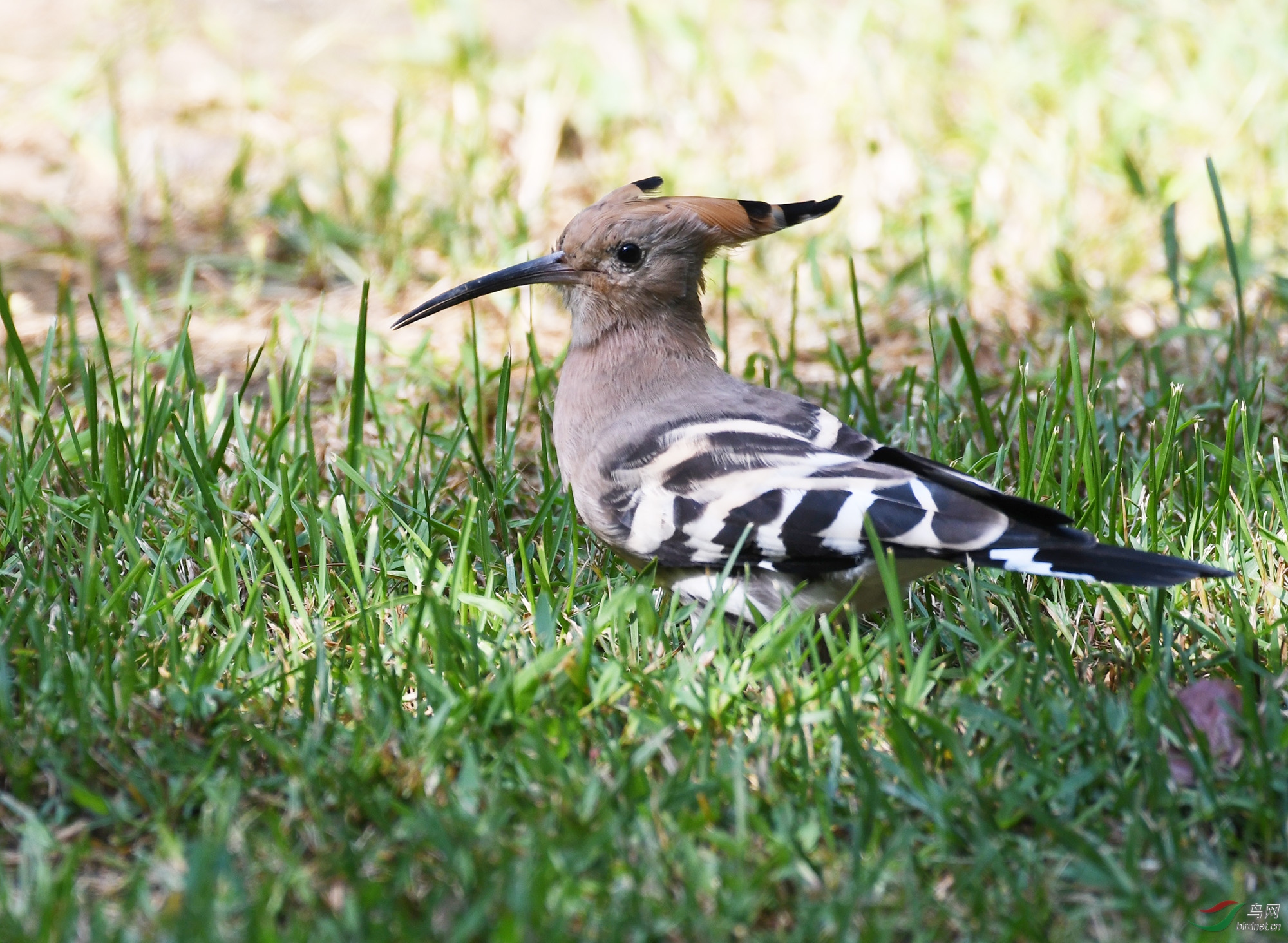 ������Ӱ 905����.jpg