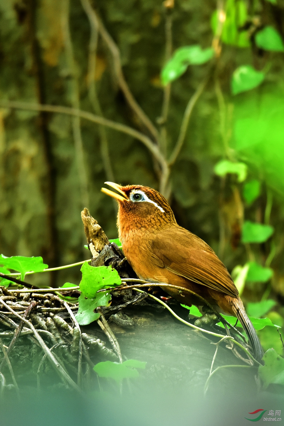 DSC_0098.JPG