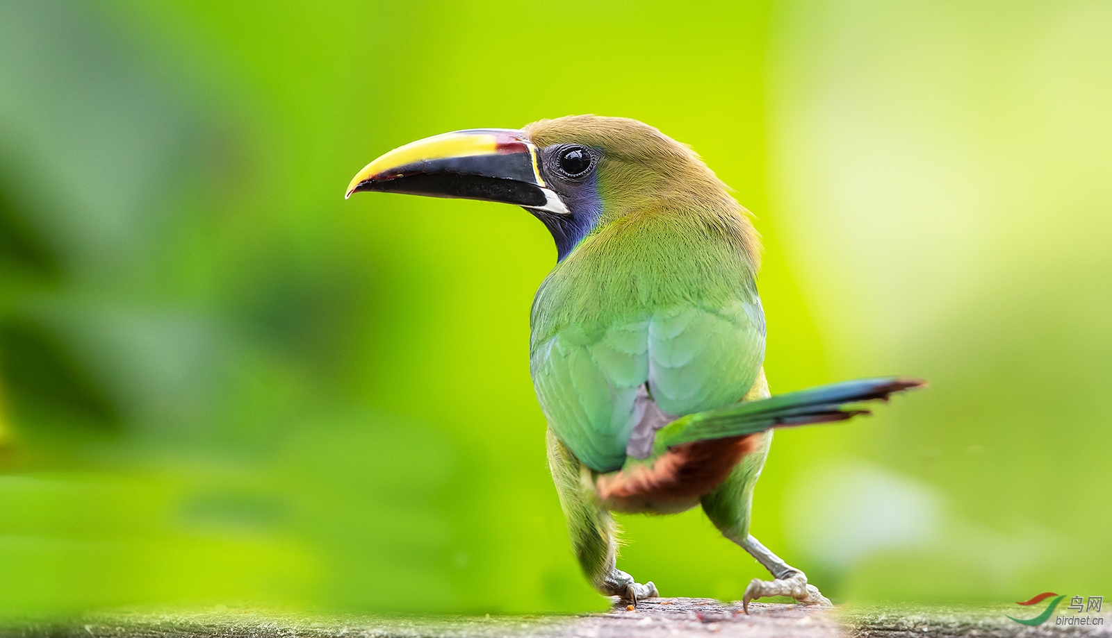 绿巨嘴鸟