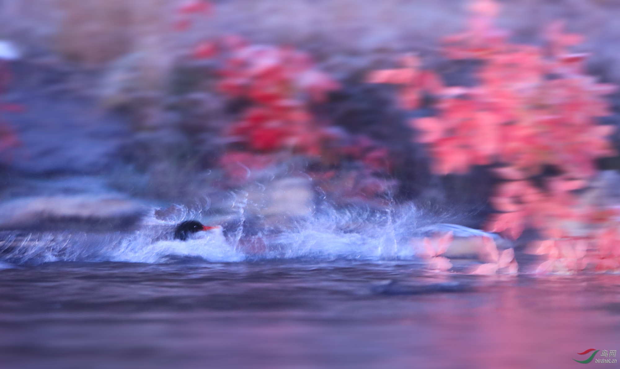 002 �л���ɯѼ 9A8700.jpg