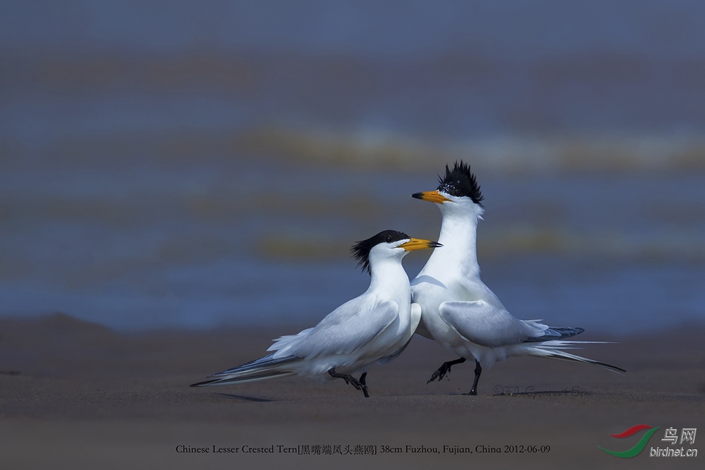 中华凤头燕鸥(黑嘴端凤头燕鸥)