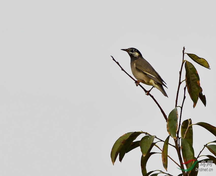 DSC_4271-1.jpg_conew1.jpg