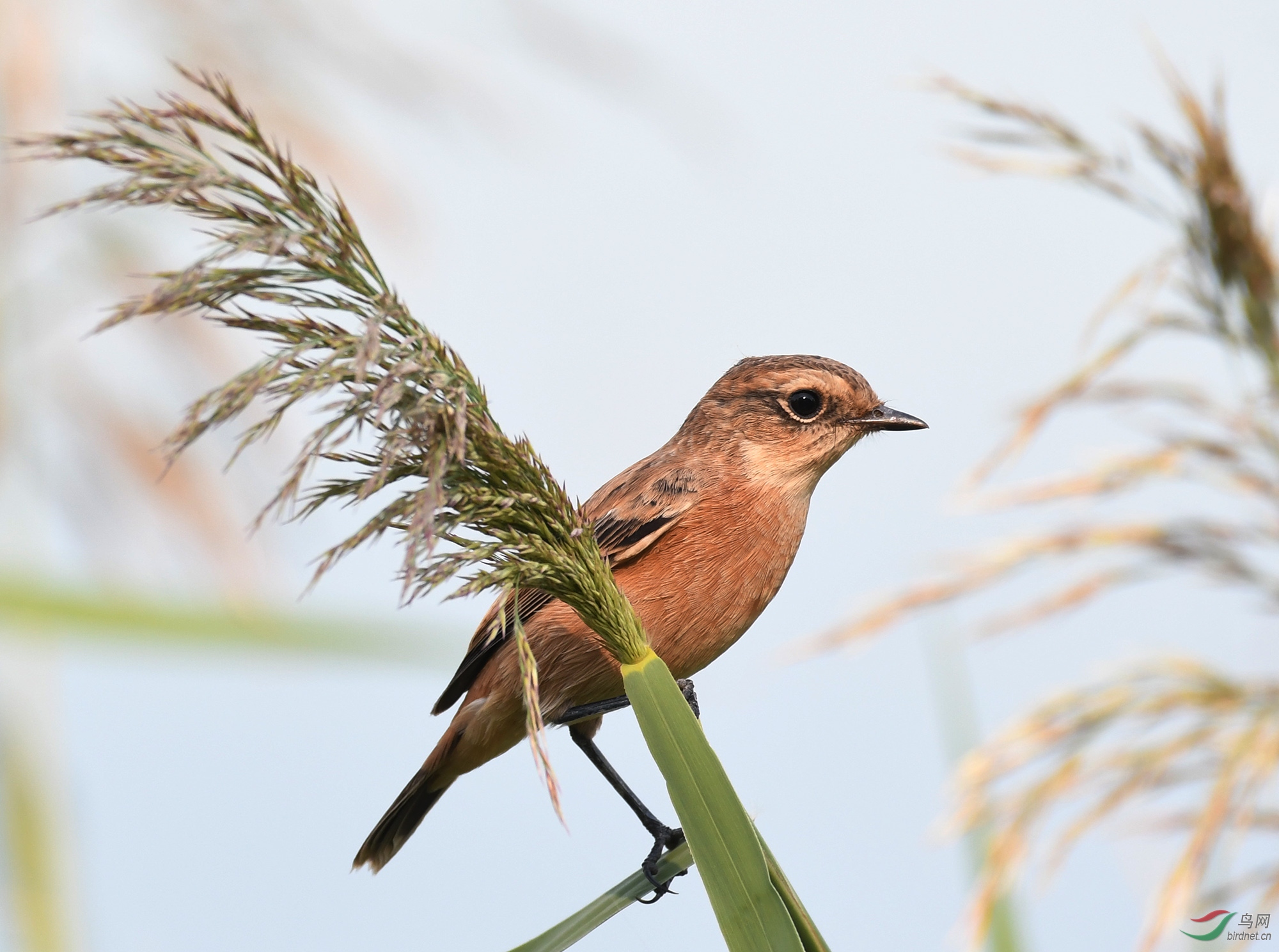 ������Ӱ 1010����.jpg