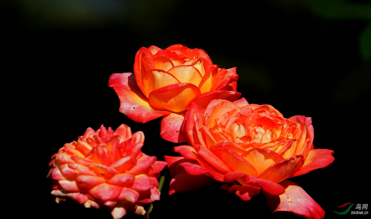 DSC09055.JPG