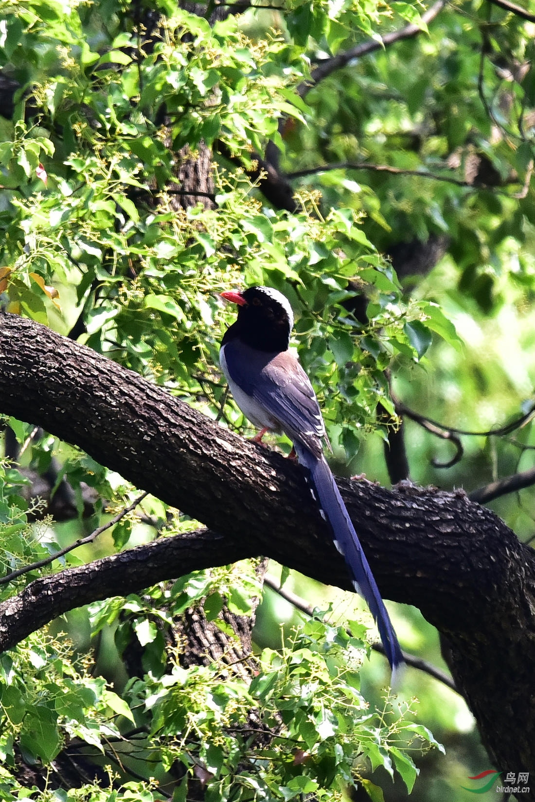 DSC_0509.JPG
