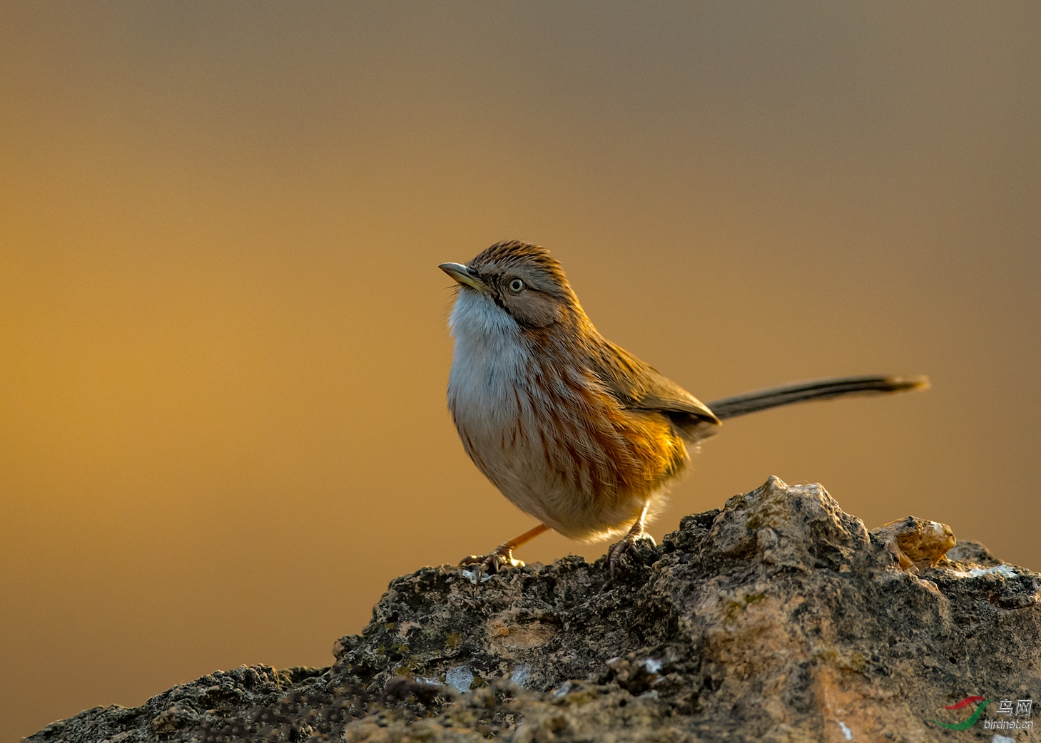 晨光里的小精灵