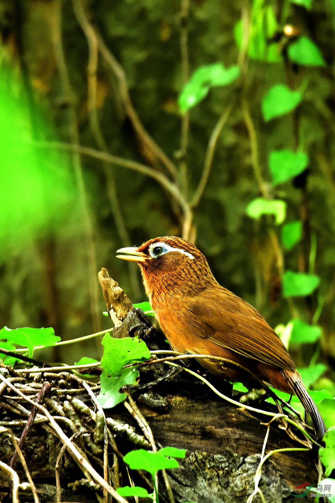 DSC_0104.JPG